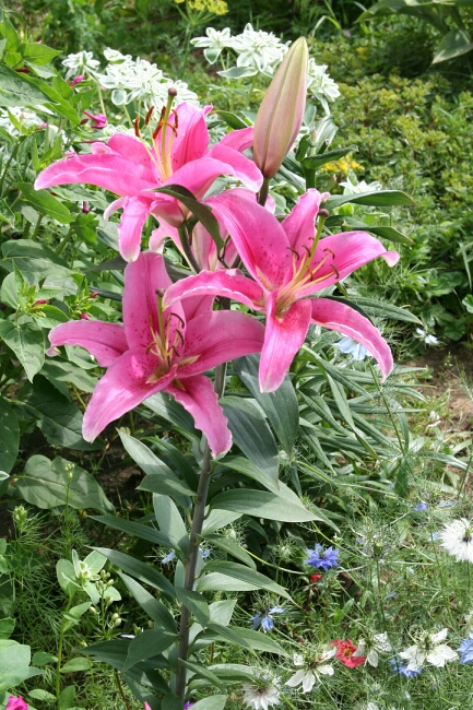lilie 106