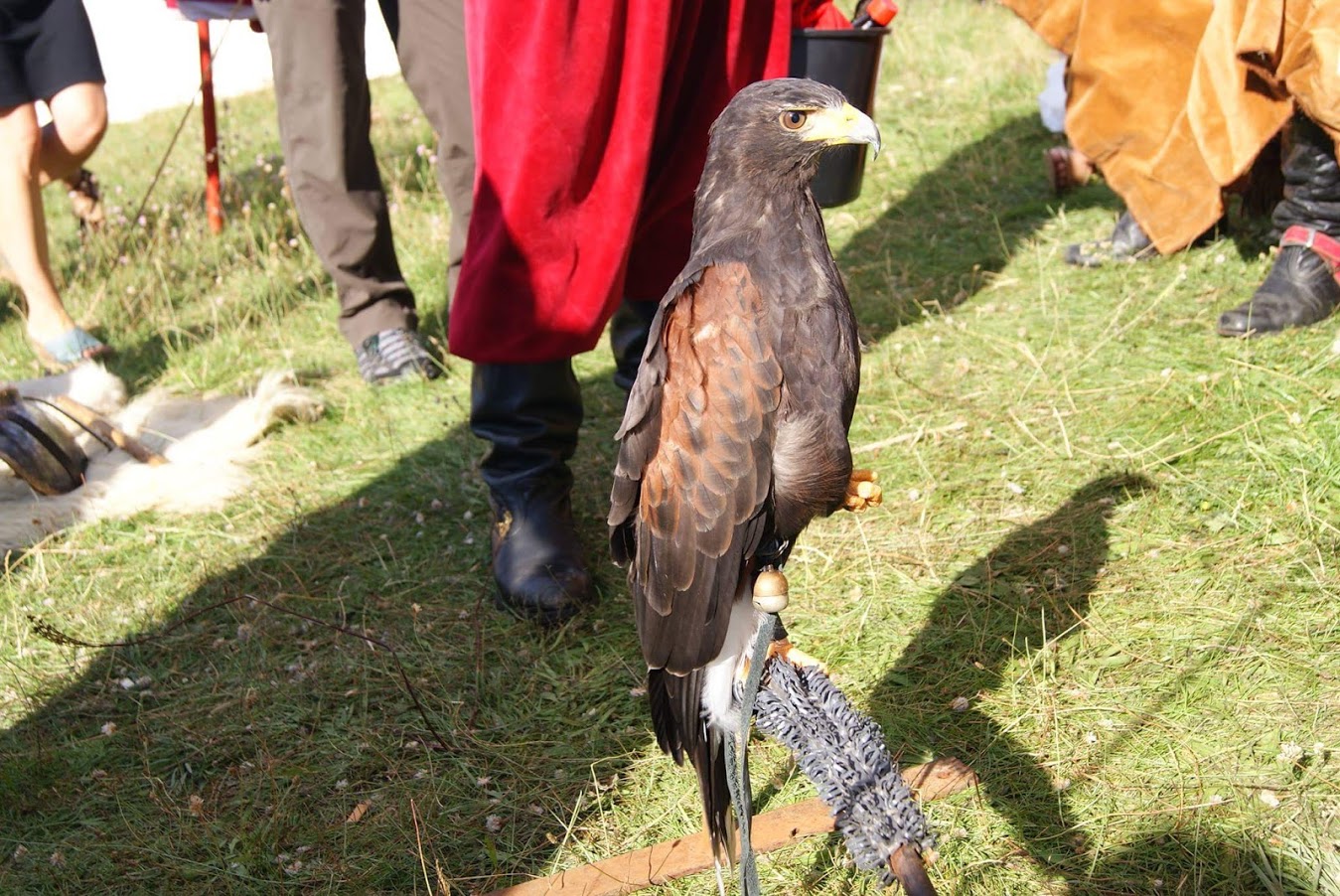 Harris Hawk